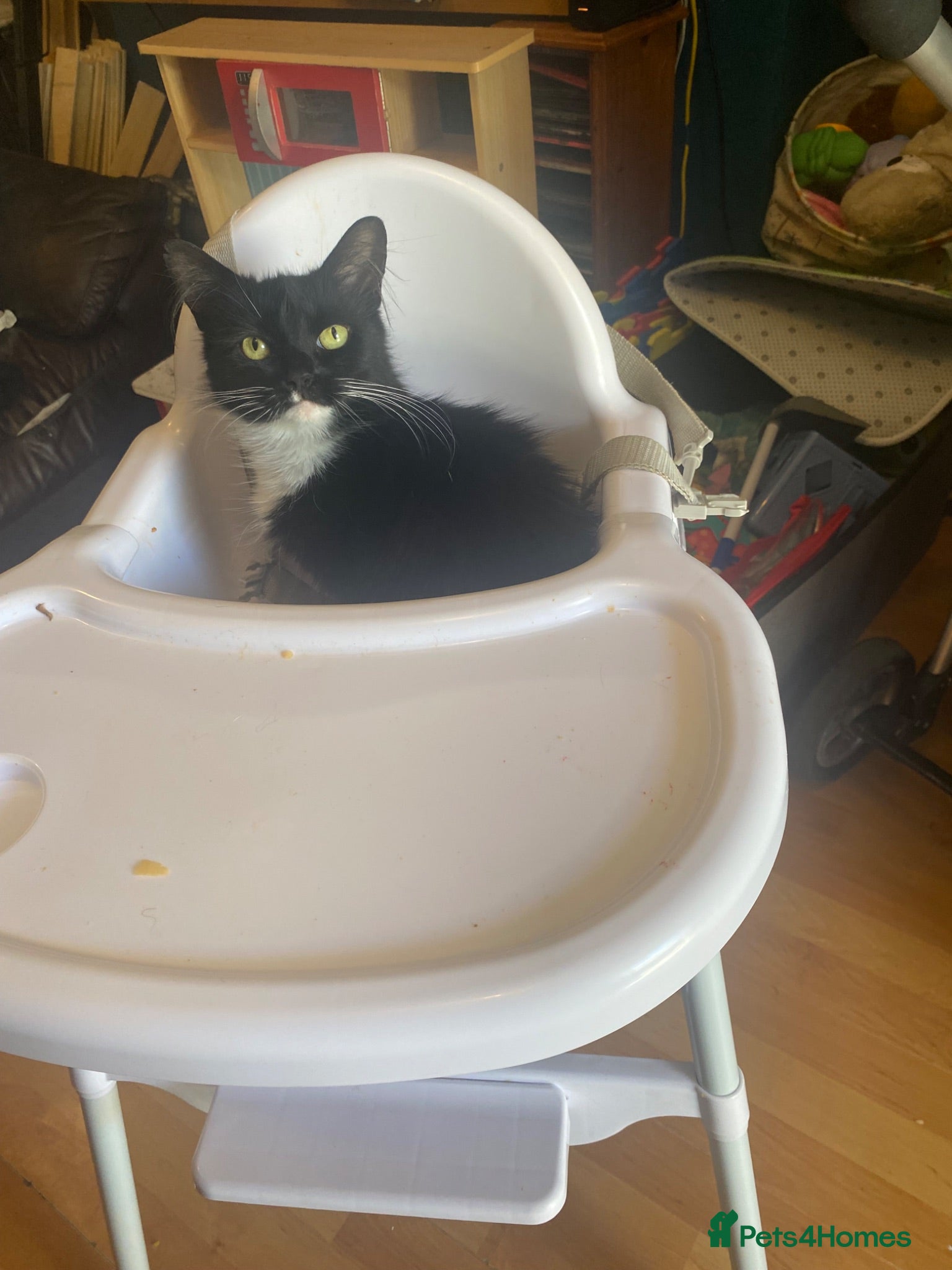 Mixed Breed cats Kittens for sale  - Advert 1