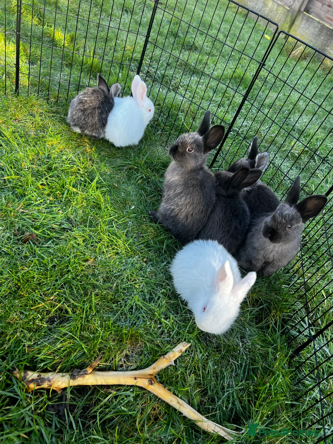 Mixed Breed rabbits for sale: Rabbits for sale in Walsall - Advert 13