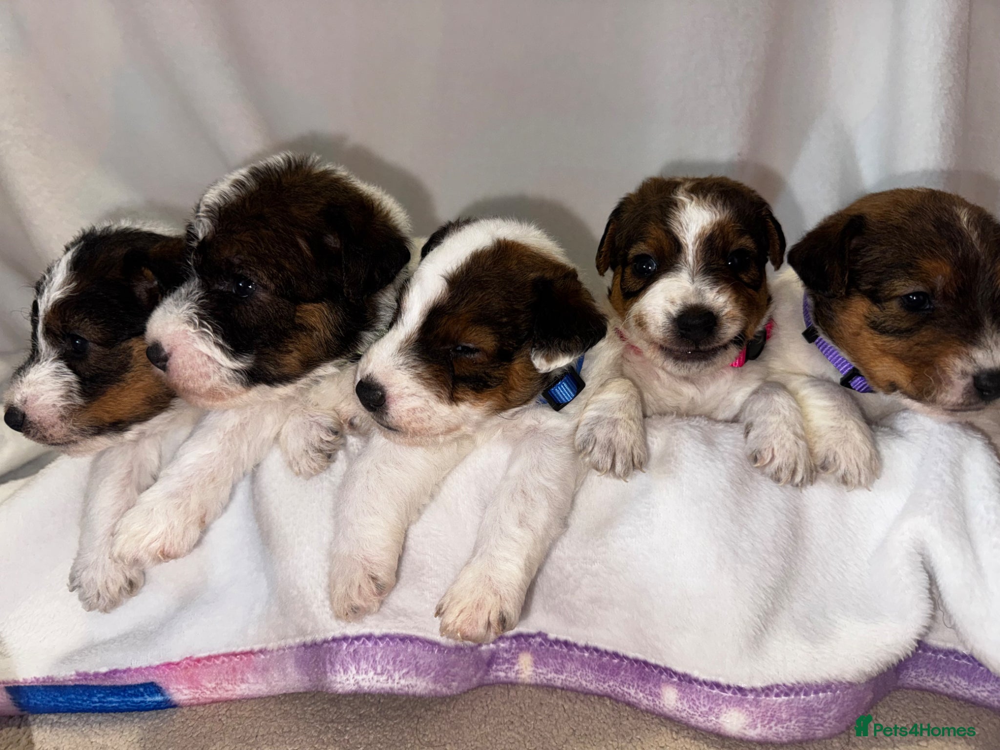 Parson Russell dogs Beautiful parson terrier puppies  - Advert 1