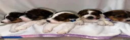Parson Russell dogs for sale: Beautiful parson terrier puppies  - Advert 1