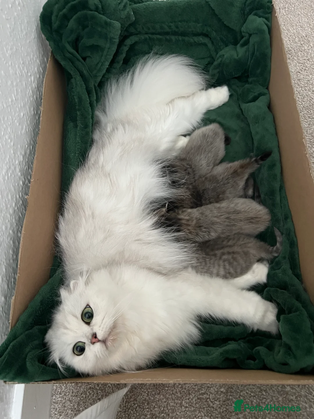 Scottish Fold cats for sale: M&Ms for sale  - Advert 2