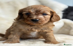 Cavapoo dogs for sale: Stunning health tested Cavapoo puppies - Image 10