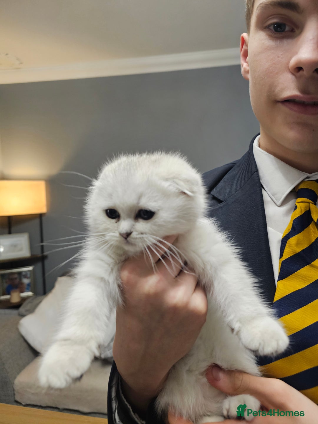 Scottish Fold cats for sale: Stunning scottish folds - Advert 16
