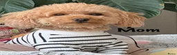 Toy Poodle dogs for sale: Fully vaccinated & toilet trained toy poodle pups - Advert 5