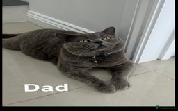 British Shorthair cats for sale: 5 gorgeous British shorthair kittens ! - Image 9