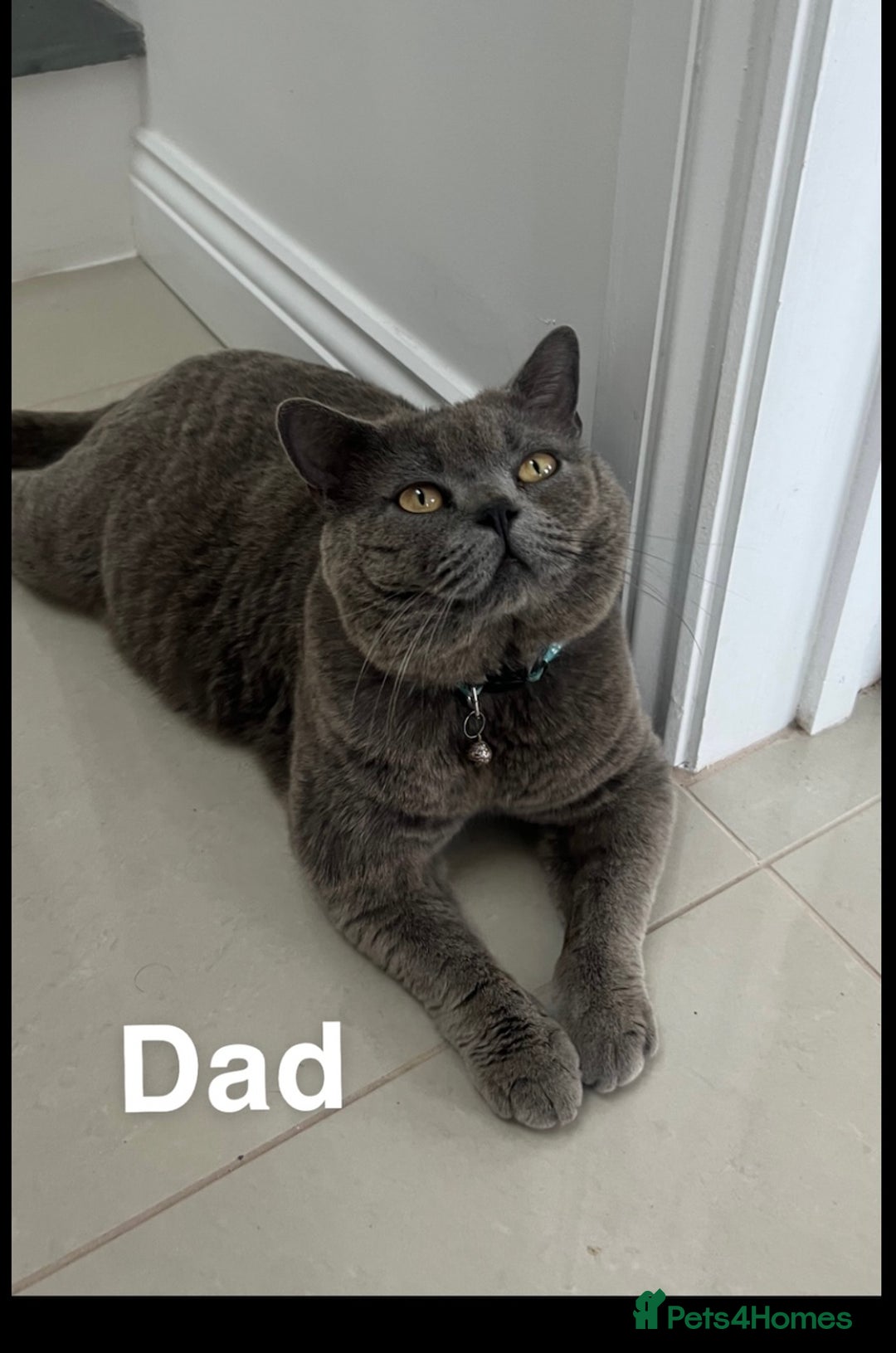 British Shorthair cats for sale: 5 gorgeous British shorthair kittens ! - Image 9