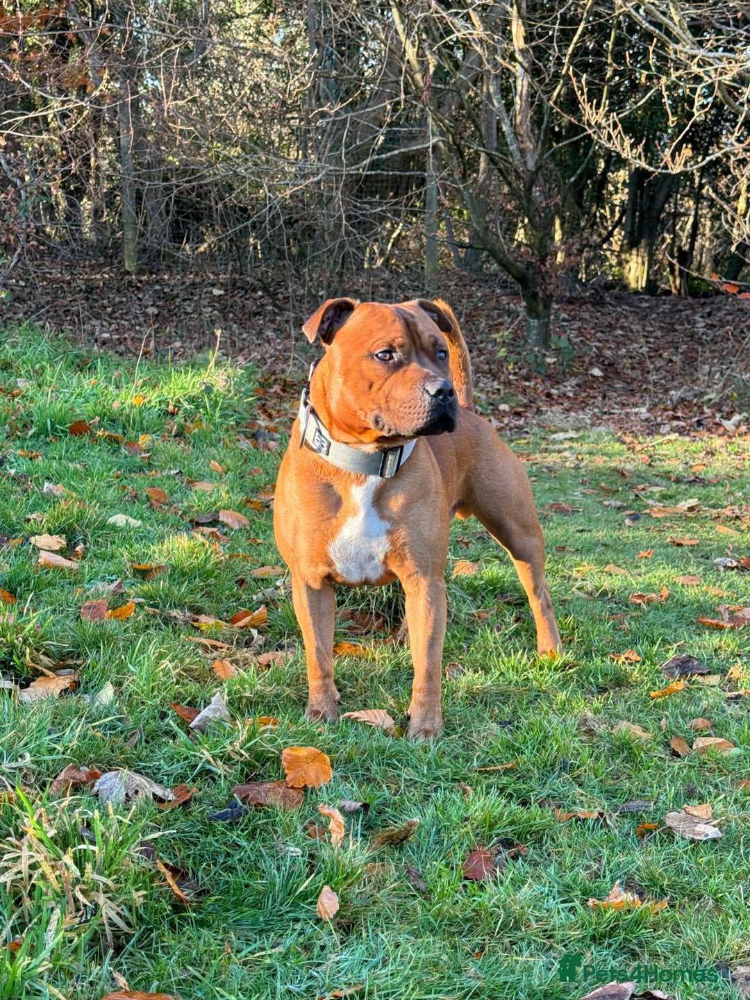 Staffordshire Bull Terrier dogs for stud: 🐕Stud Dog Available Red Staffordshire BullTerrier - Advert 5