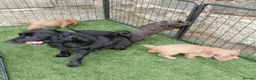 Sprocker dogs for sale: Sprocker puppies - Advert 14