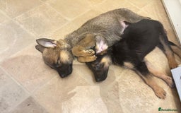 Mixed Breed dogs for sale: Malinois rotti cross puppy’s for sale - Image 10