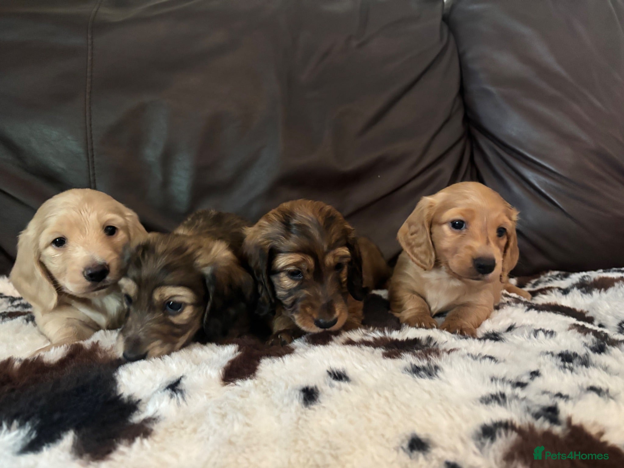 Miniature Dachshund dogs KC registered longhaired dachshund puppies  - Advert 9