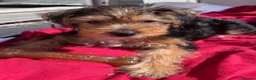 Yorkshire Terrier dogs for sale: Yorkshire Terrier Puppies 10 Weeks  - Advert 17