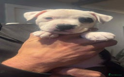 Staffordshire Bull Terrier dogs for sale: For sale staffy female  - Image 5