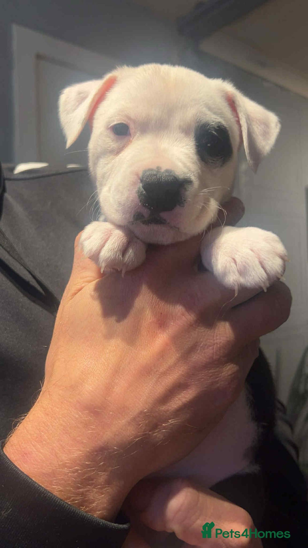 Staffordshire Bull Terrier dogs for sale: For sale staffy female  - Image 5