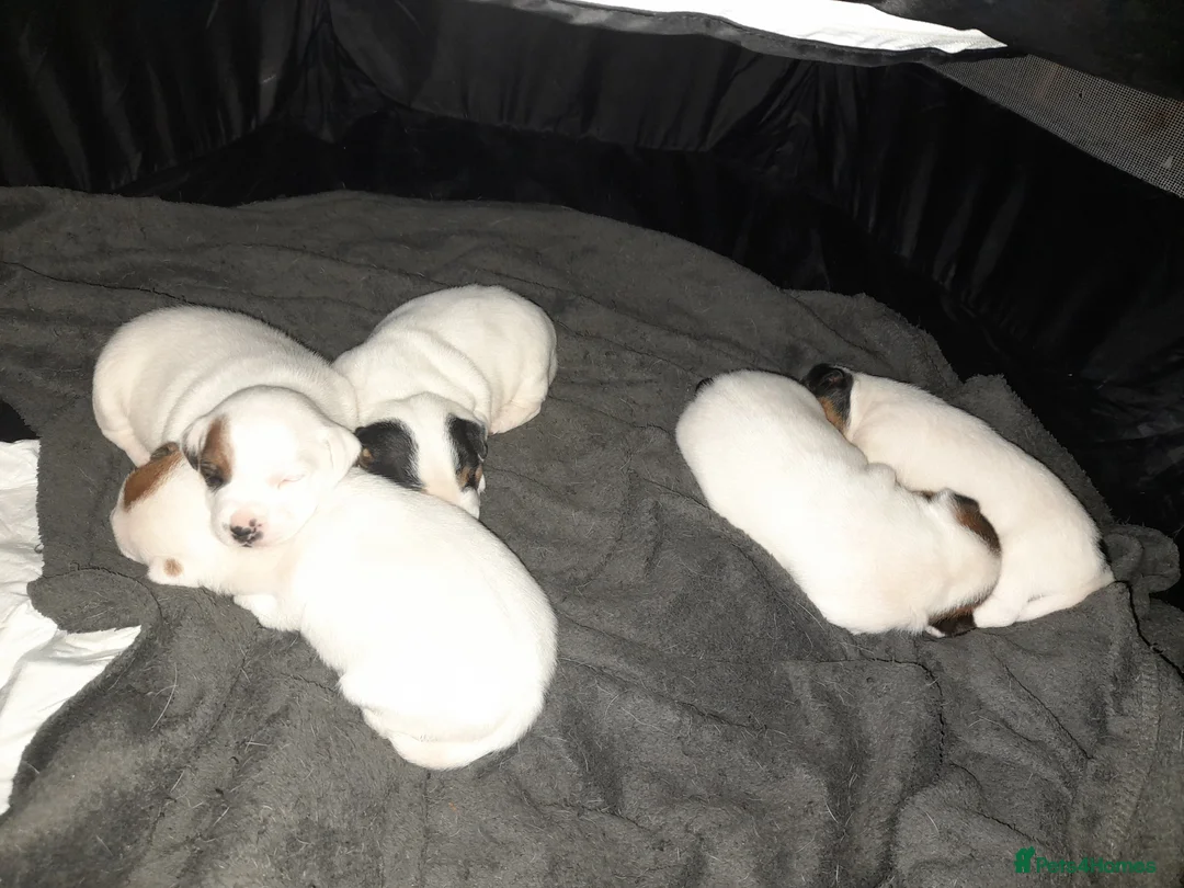 Jack Russell dogs for stud: Handsome Jack Russel boy for Stud in Doncaster - Advert 13