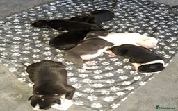 Staffordshire Bull Terrier dogs for sale: ‼️ReadyForCollection‼️Blue Staffie Puppies  in Tipton - Image 6