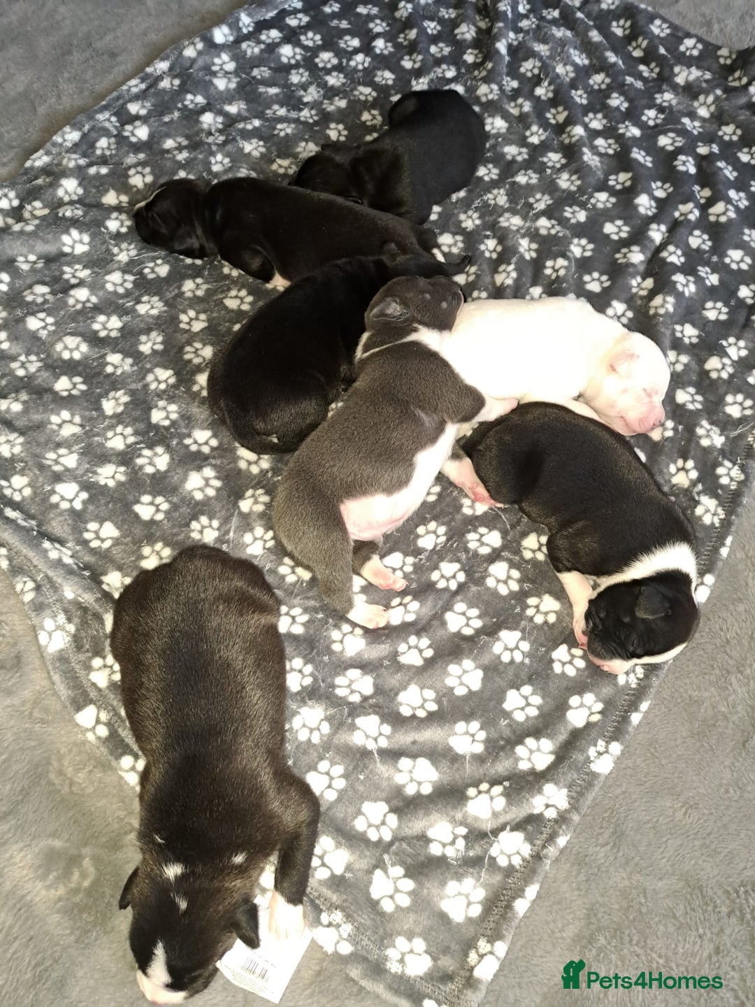 Staffordshire Bull Terrier dogs for sale: ‼️ReadyForCollection‼️Blue Staffie Puppies  in Tipton - Image 6