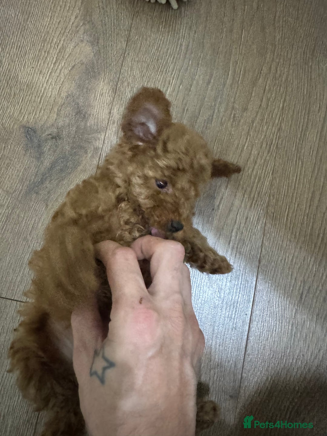 Miniature Poodle dogs for sale: 🐩 Outstanding Deep Red Miniature Poodle Puppies  - Advert 24