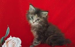Maine Coon cats for sale: GCCF Registered Pure Maine Coon Kittens For Sale  - Image 9