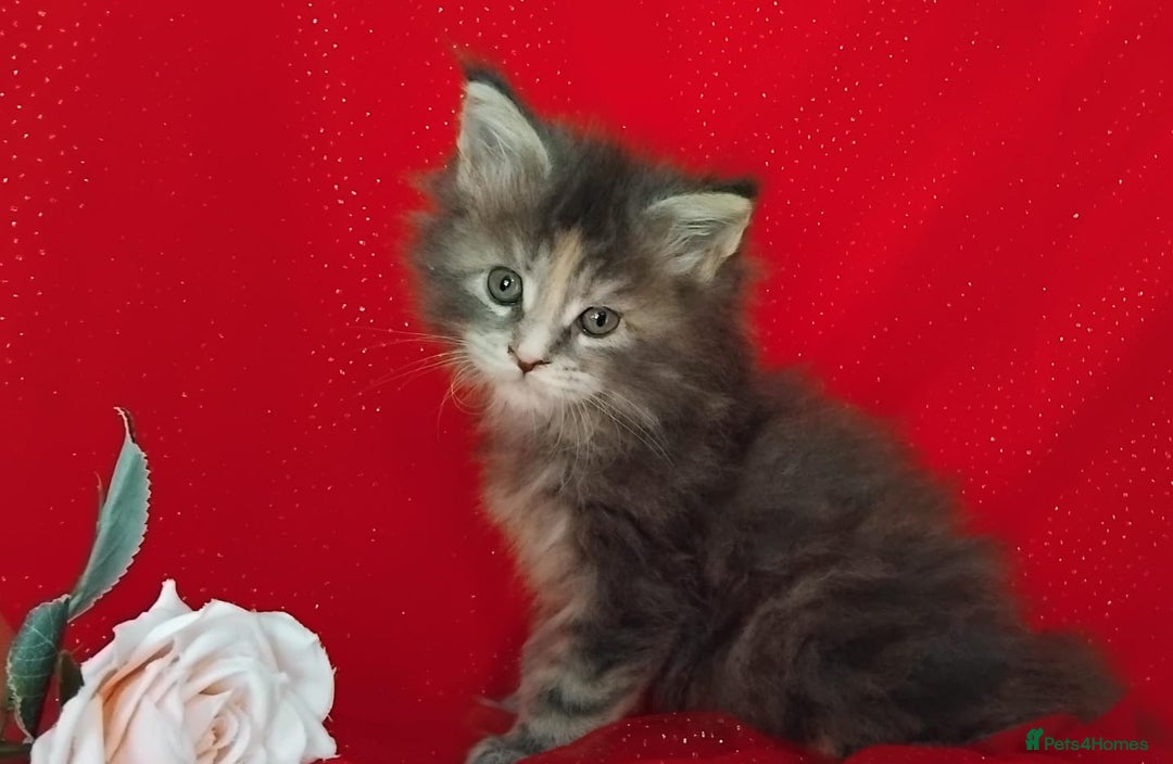 Maine Coon cats for sale: GCCF Registered Pure Maine Coon Kittens For Sale  - Image 9