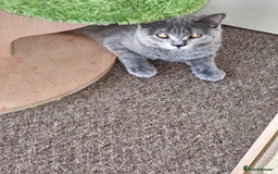 British Shorthair cats for sale: British shorthair and longhair  - Image 12