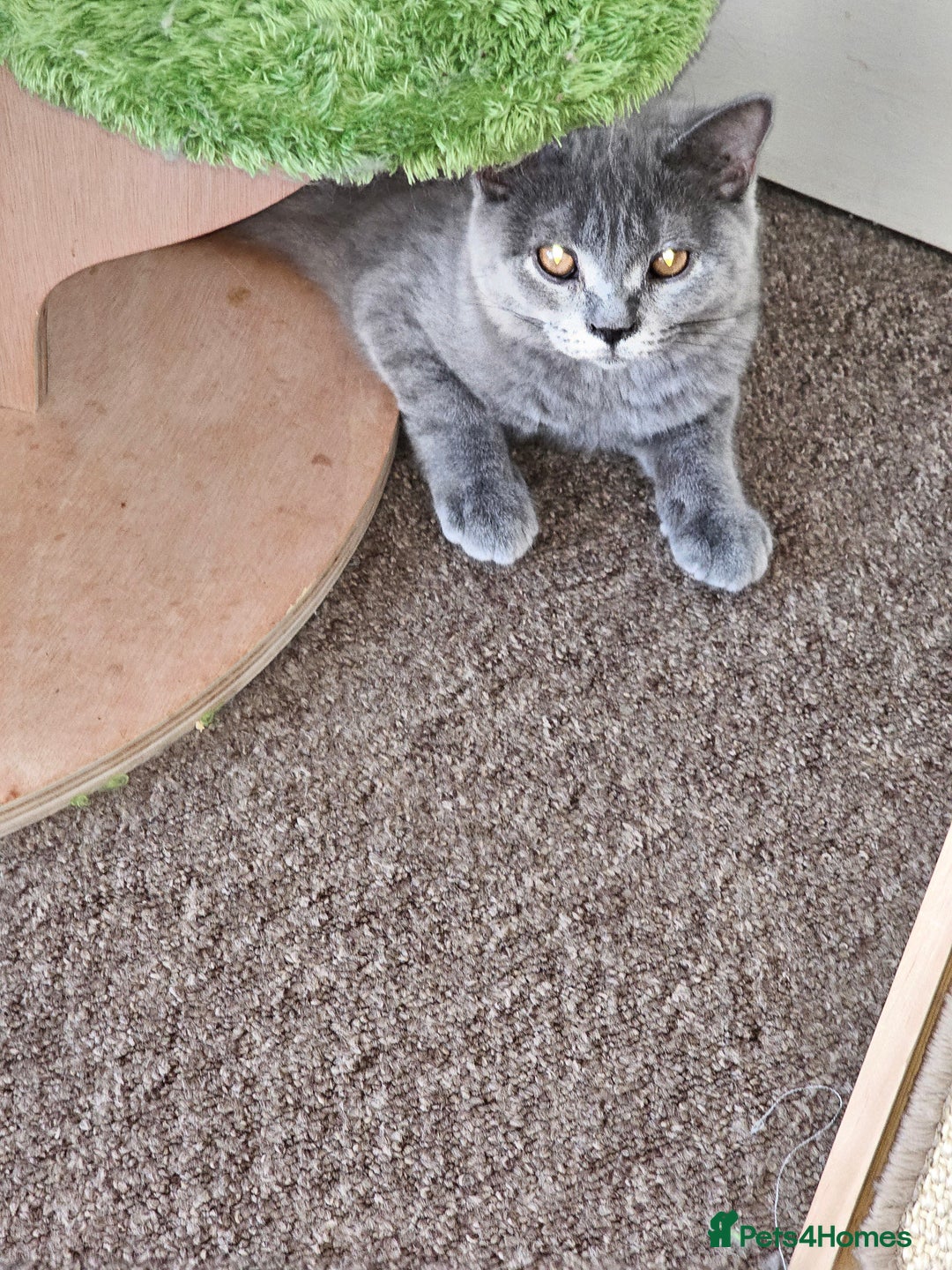 British Shorthair cats for sale: British shorthair and longhair  - Image 12
