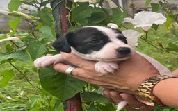 English Setter dogs for adoption: Setter x Pups (Rina's Puppies) - Image 13