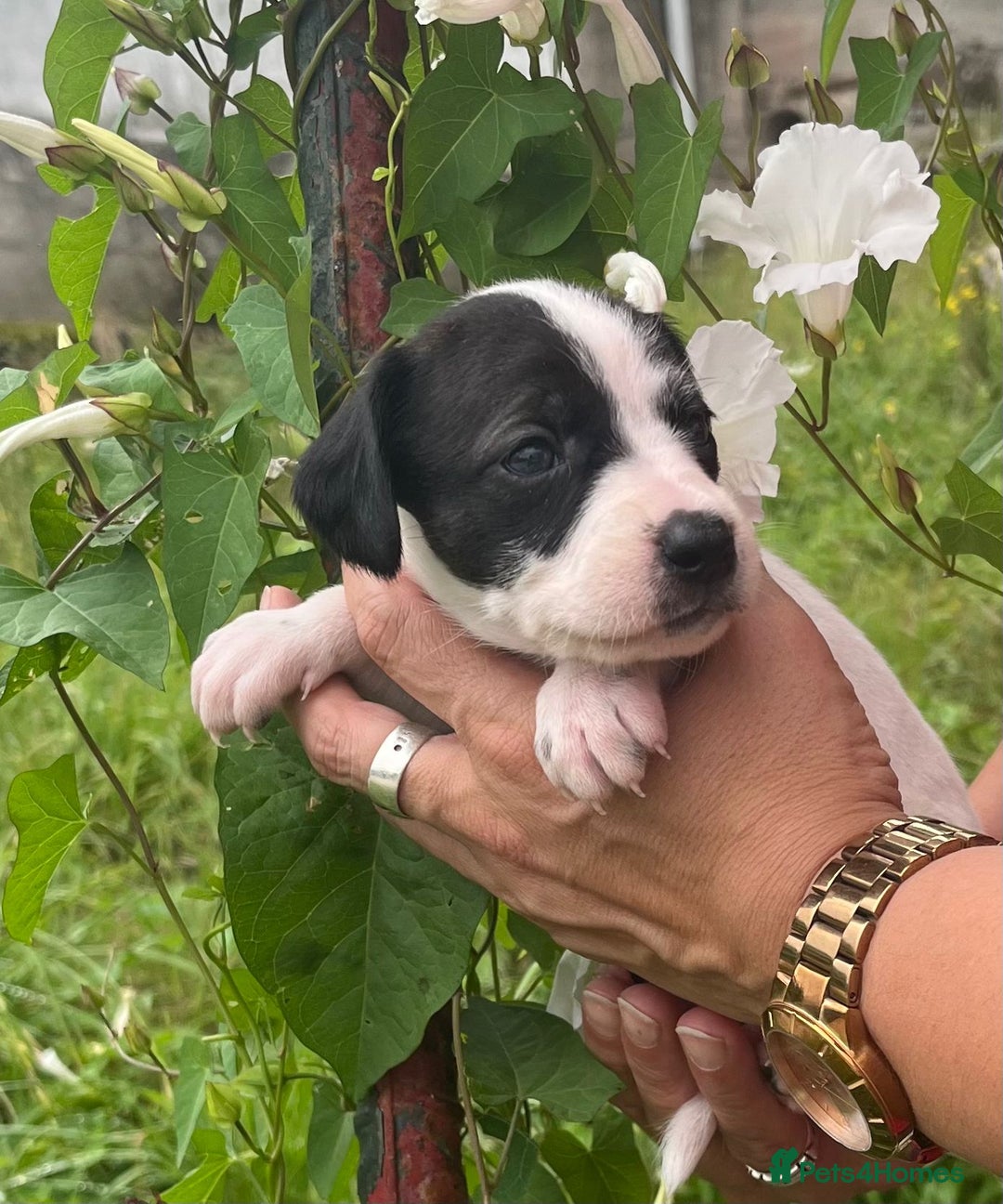 English Setter dogs for adoption: Setter x Pups (Rina's Puppies) - Image 13