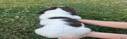 English Springer Spaniel dogs for sale: English Springer Spaniels - Advert 12
