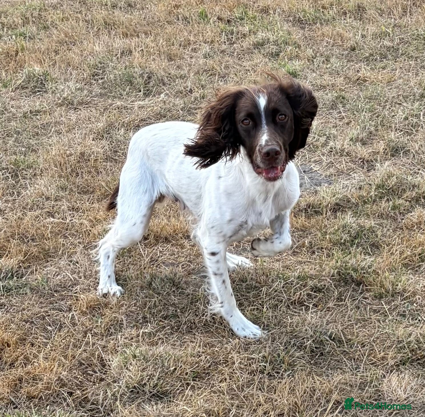 English Springer Spaniel dogs Working springer spaniels - Advert 2