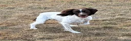English Springer Spaniel dogs for sale: Working springer spaniels in Pewsey - Advert 2