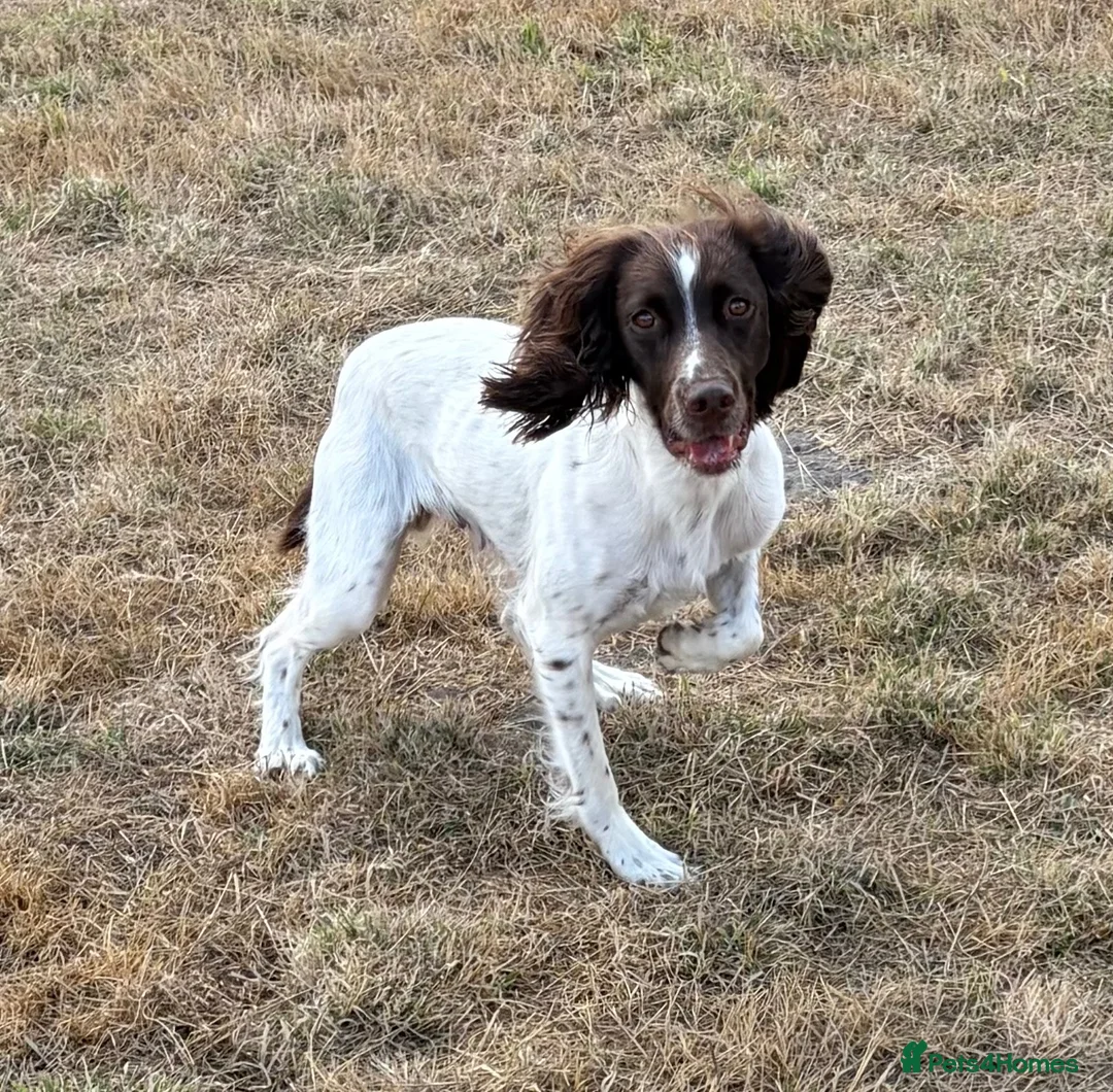 English Springer Spaniel dogs for sale: Working springer spaniels in Pewsey - Advert 2