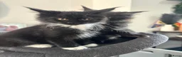 Maine Coon cats for sale: 2 females left ready now  - Advert 8