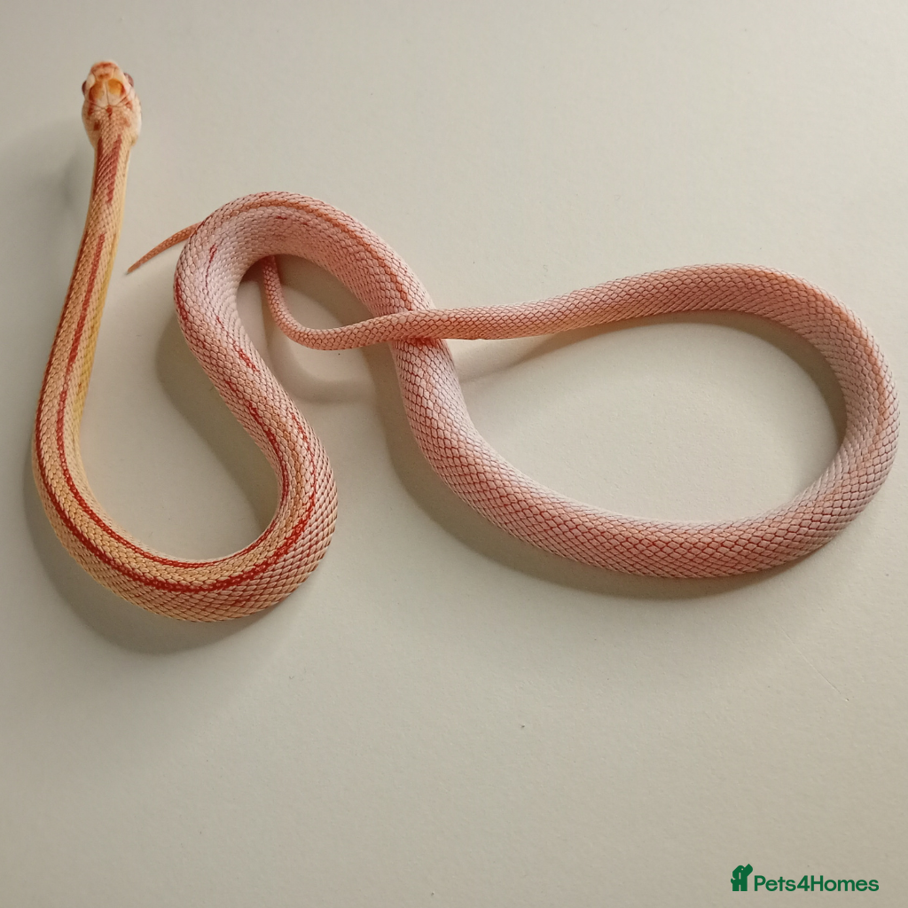 Corn Snake reptiles Beautiful, Juvenile, Captive-Bred Corn Snakes - Advert 10