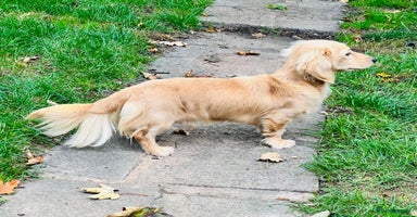 Miniature Dachshund dogs KC Miniature Dachshund Stud - Advert 3