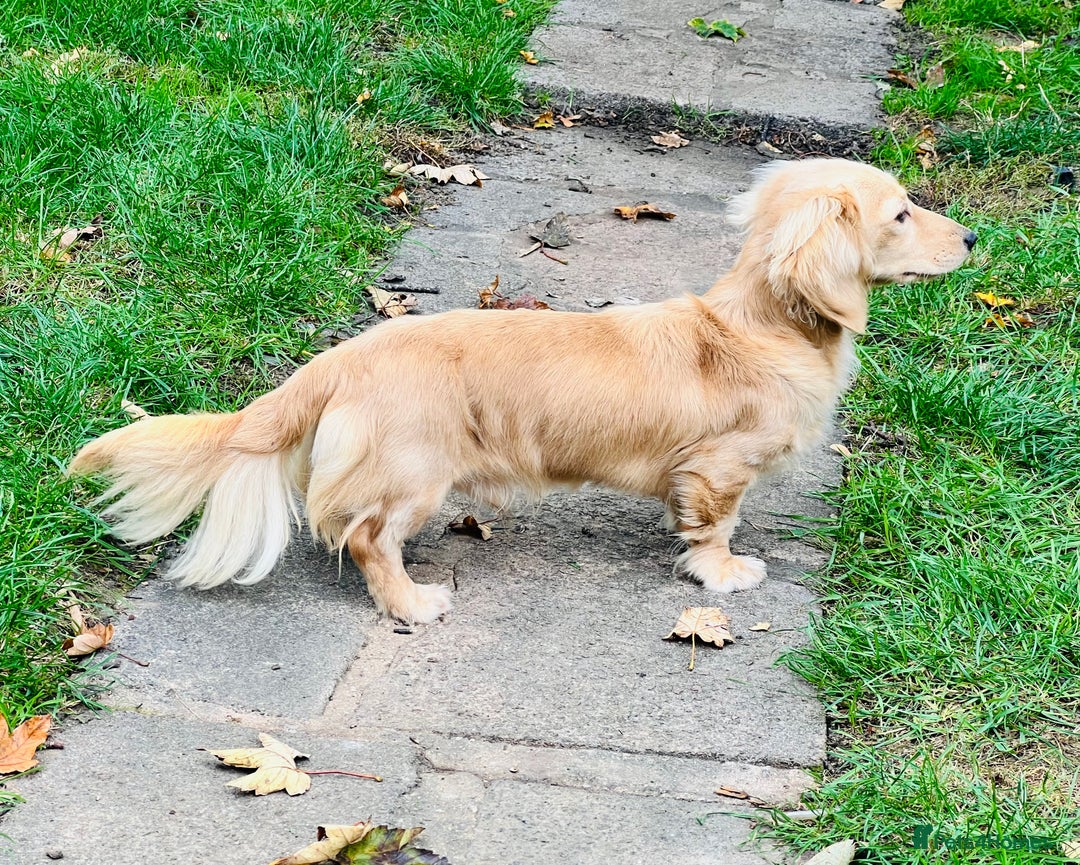 Miniature Dachshund dogs for stud: KC Miniature Dachshund Stud - Advert 2