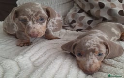Miniature Dachshund dogs for sale: Adorable KC registered mini dachsund pups - Image 11