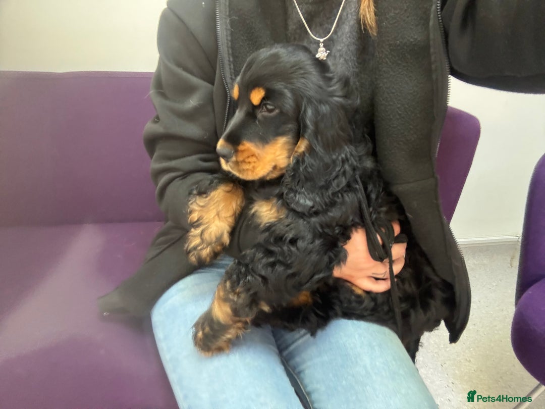 Cocker Spaniel dogs for sale: Sadly back available stunning show boy - Image 12