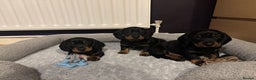 Dachshund dogs for sale: Four beautiful wire haired boys - Advert 1