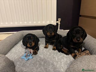 Dachshund dogs Four beautiful wire haired boys - Advert 13