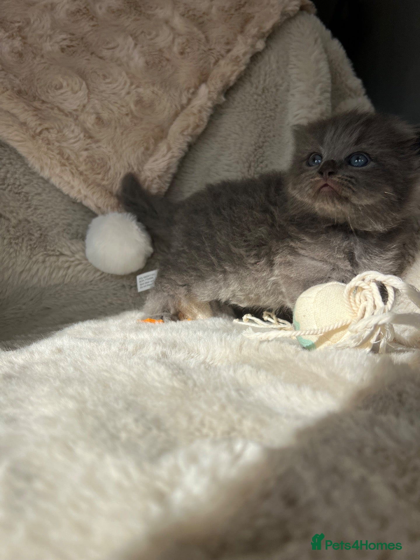 British Shorthair cats for sale: British x Scottish adorable rare kittens  - Advert 2