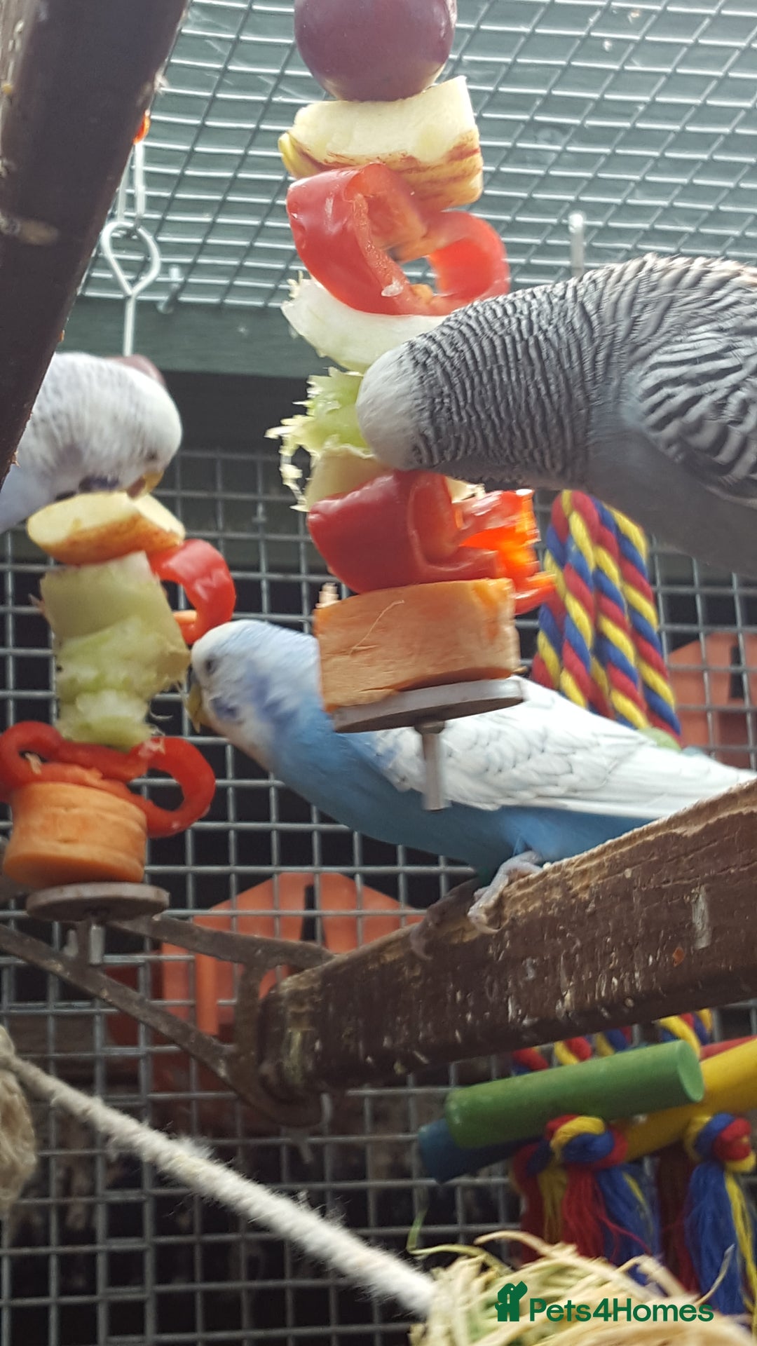 Budgerigars birds for sale: !!! YOUNG BUDGIES READY FOR REHOMING!!! - Image 6