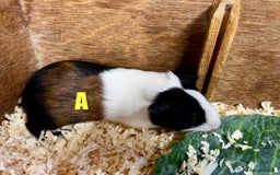 Guinea Pig rodents for sale: Boars and Sows - Image 3
