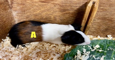 Guinea Pig rodents - Advert 12