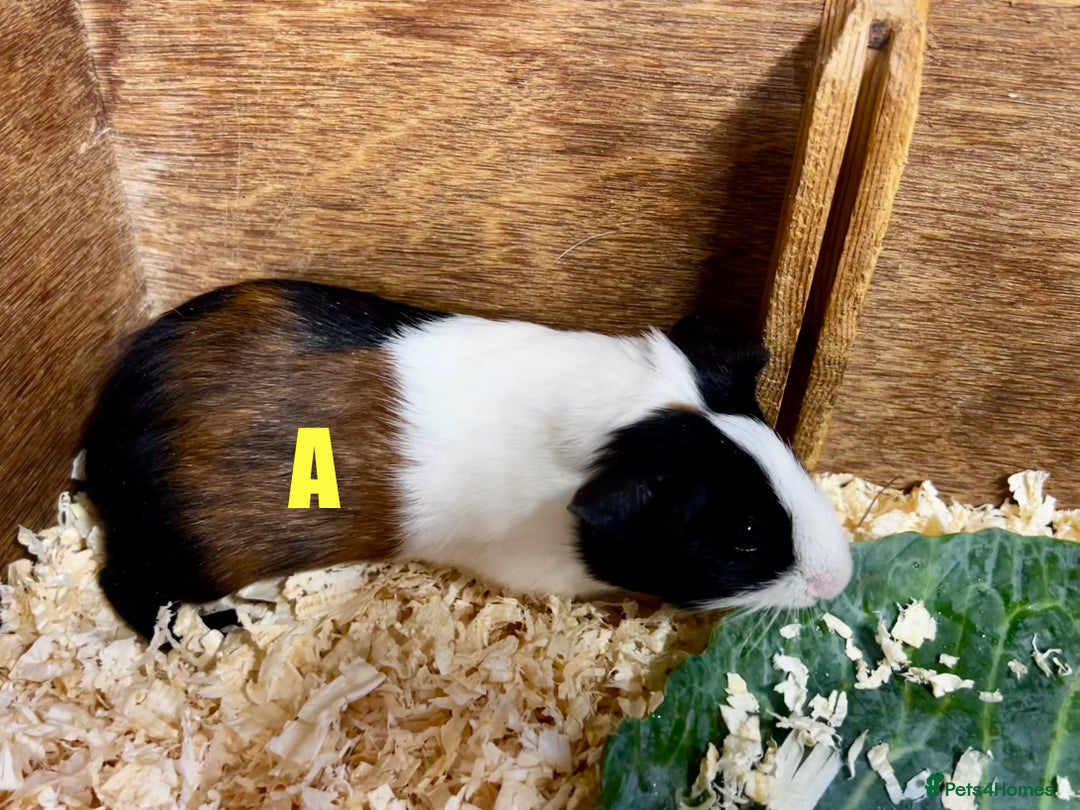 Guinea Pig rodents for sale: Boars and Sows - Image 3