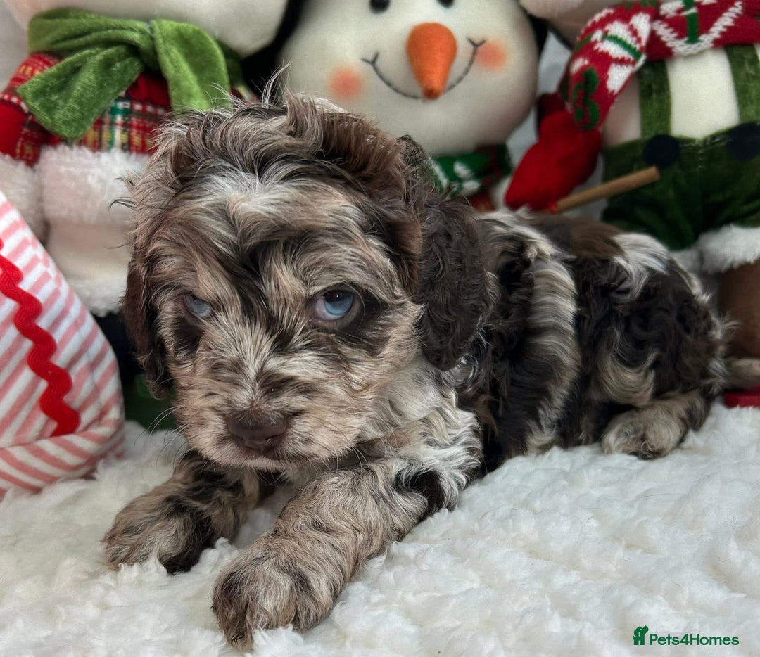 Cockapoo dogs for sale: F1 Chocolate Cockapoos - Advert 9