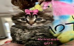 Siberian cats for sale: Siberian girl kittens ready for new home now - Image 1