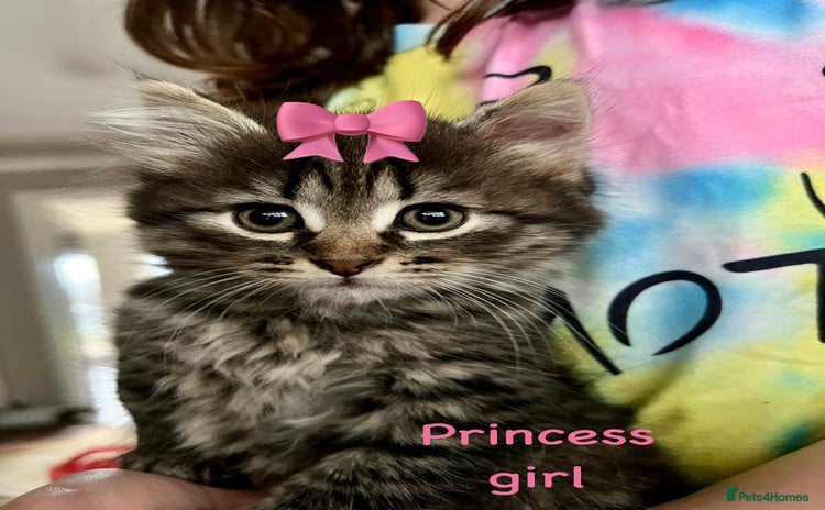 Siberian cats - Advert 2