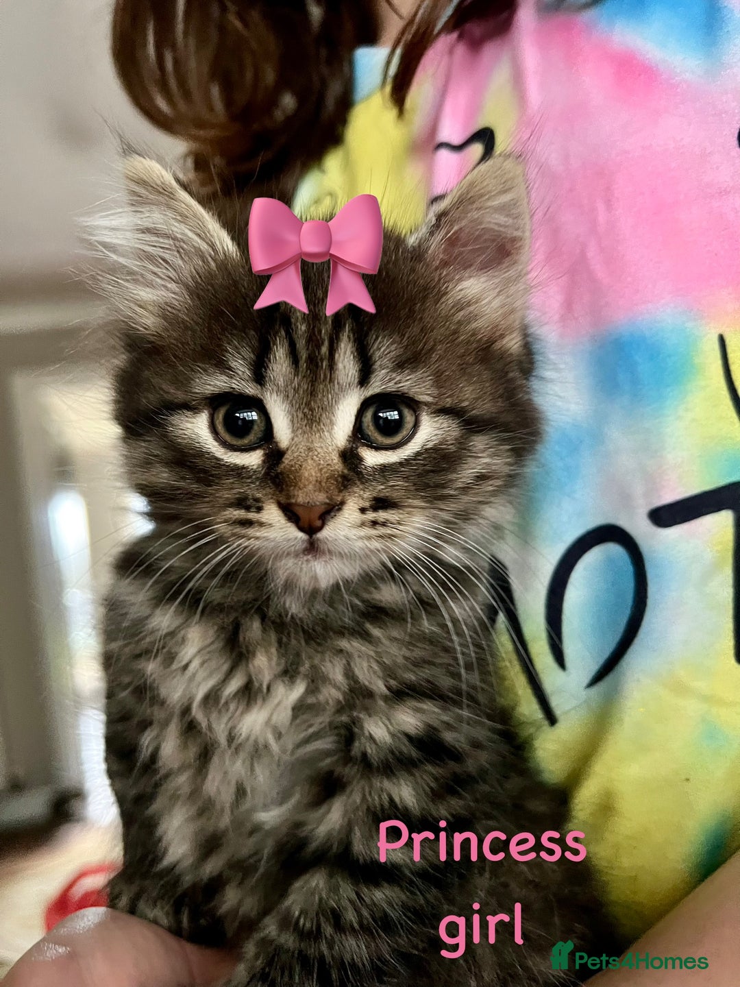 Siberian cats for sale: Siberian girl kittens ready for new home now - Image 1