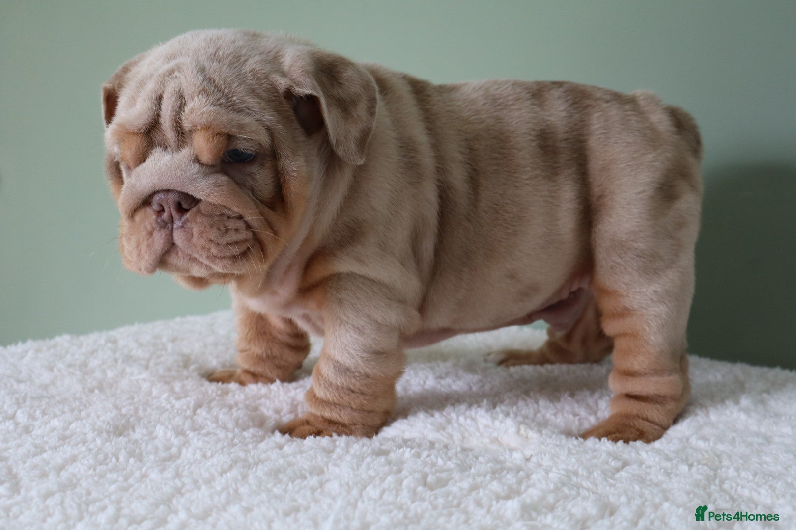 English Bulldog dogs Mr Muscles litter KC Quality English bulldogs - Advert 2