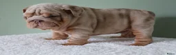 English Bulldog dogs for sale: Mr Muscles litter English Bulldogs - Advert 36